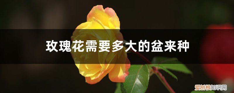 种玫瑰花用多高的盆 玫瑰花需要多大的盆来种，盆栽玫瑰花种植方法全过程