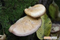 白灵芝的功效与作用白灵芝怎么吃效果好