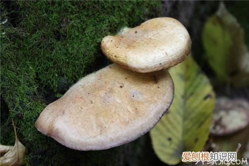 白灵芝的功效与作用白灵芝怎么吃效果好