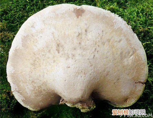 白灵芝的功效与作用白灵芝怎么吃效果好