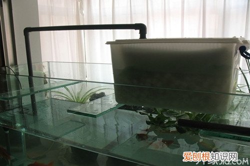 水族箱过滤器制作方法与作用，水族箱过滤器制作方法与作用图解
