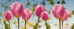 鲜花能保存多久时间 鲜花能保存多久