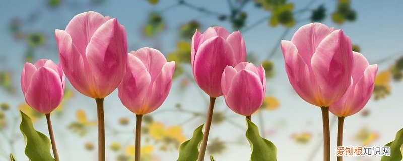 鲜花能保存多久时间 鲜花能保存多久