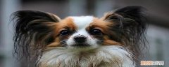 蝴蝶犬的特点介绍 蝴蝶犬的特点