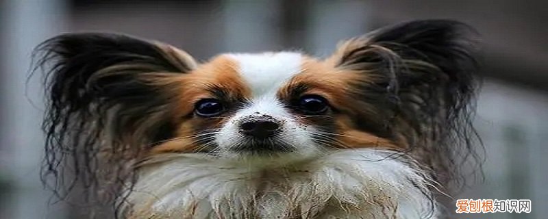 蝴蝶犬的特点介绍 蝴蝶犬的特点