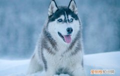 狗狗拉稀伴有粘粘液体 狗狗拉稀带粘液怎么回事