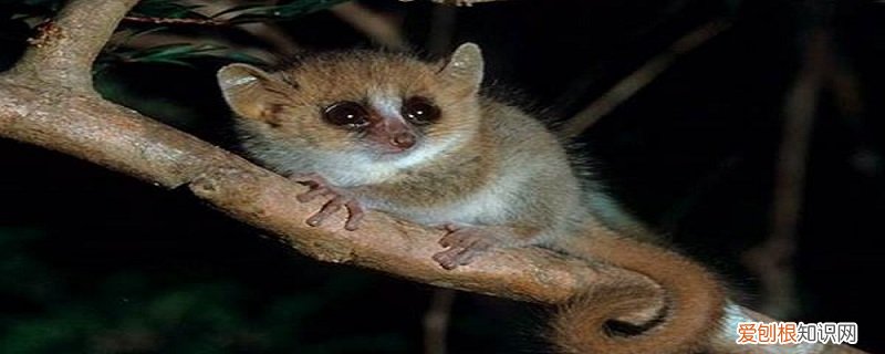 从哪几个方面介绍了鼠狐猴 鼠狐猴的特点