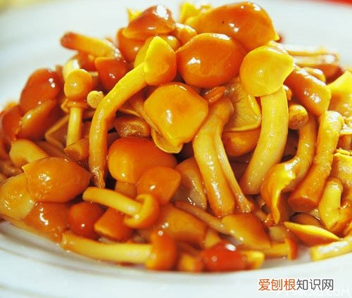 滑子菇栽培技术，抓住这十要点！，滑子菇的生长环境