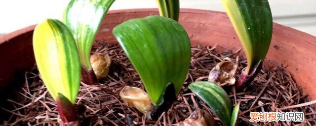 君子兰种子种植方法 君子兰种子如何种植呢