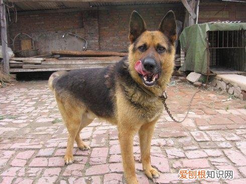德牧是狼狗吗? 农村大狼狗都是德牧吗