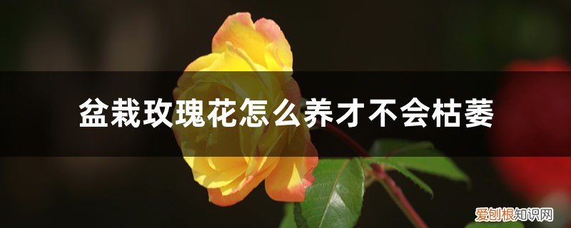 玫瑰盆栽冬天会不会死 盆栽玫瑰花怎么养才不会枯萎，怕冷吗