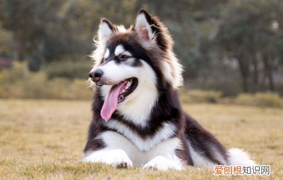 蝴蝶犬适合家养吗 蝴蝶犬很少人养