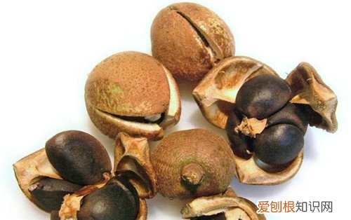 油茶籽种植方法技巧是关键