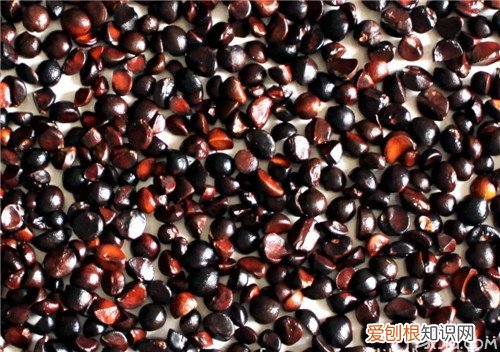 油茶籽种植方法技巧是关键