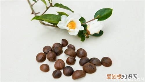 油茶籽种植方法技巧是关键