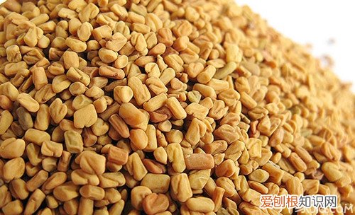 葫芦巴用量葫芦巴的功效与作用