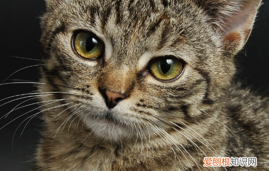 猫咪不发胖怎么办 猫怎么胖不起来,猫胖不起来怎么办,猫胖不起来是什么原因