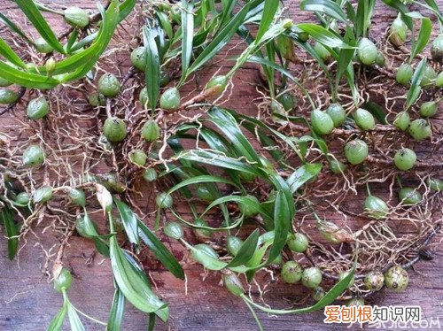 石仙桃 石橄榄的功效与作用