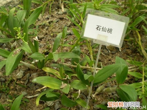 石仙桃 石橄榄的功效与作用