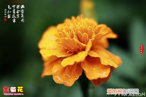 金菊怎么养 金菊花的功效与作用