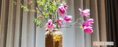 玉兰花怎么养才长得好 玉兰花的养殖方法分享