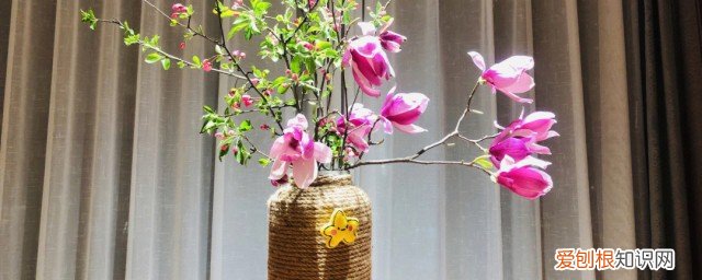 玉兰花怎么养才长得好 玉兰花的养殖方法分享