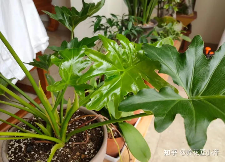 用什么给花浇水土壤不板结，长时间“自来水”浇花容易板结，教你2个方法，有效预防板结