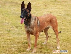 马犬类品种大全 马犬品种分为哪四种