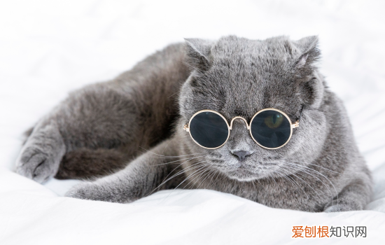 蓝短英短美短区别 蓝短和英短的区别,蓝短和英短有什么不同,蓝短和英短的区别在哪
