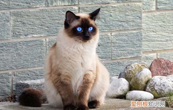 猫咪可以天天吃肉吗 猫咪可以天天吃肉吗