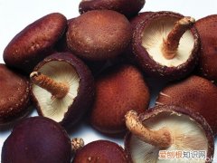 冬菇和香菇的区别香菇和冬菇的功效与作用