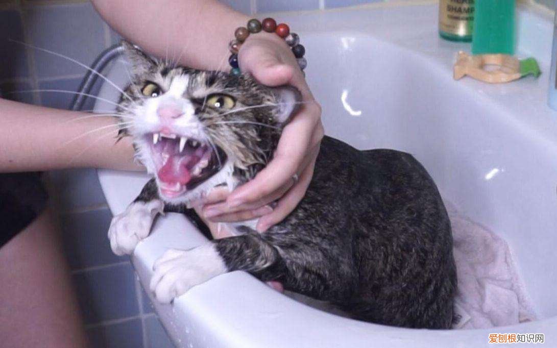 小猫几个月可以洗澡不 小猫几个月可以洗澡