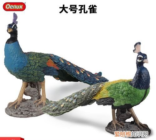 孔雀属于飞禽还是走兽,孔雀属于鸟类还是兽类
