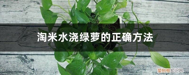 淘米水可以浇绿萝不 淘米水浇绿萝的正确方法,长期使用淘米水浇花好吗