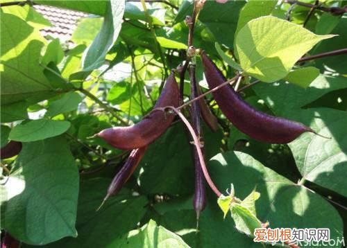 眉豆的功效与作用眉豆的种植方法
