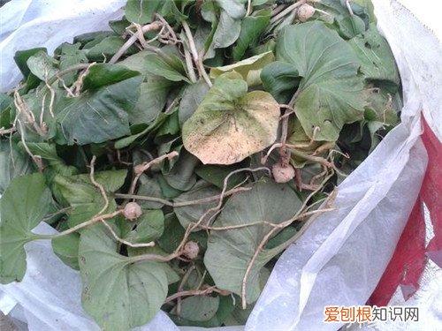 【青天葵】青天葵种植技术青天葵的功效与作用