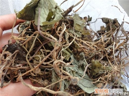 【青天葵】青天葵种植技术青天葵的功效与作用