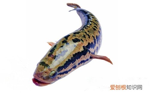 【鱼中珍品】七星鱼价格及功效及功效，鳑鲏鱼营养价值