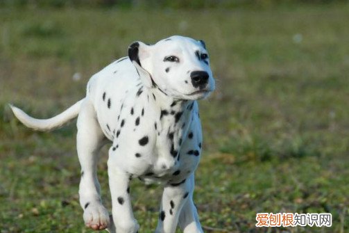 大麦町犬为何养的人少 养大麦町犬人少的原因
