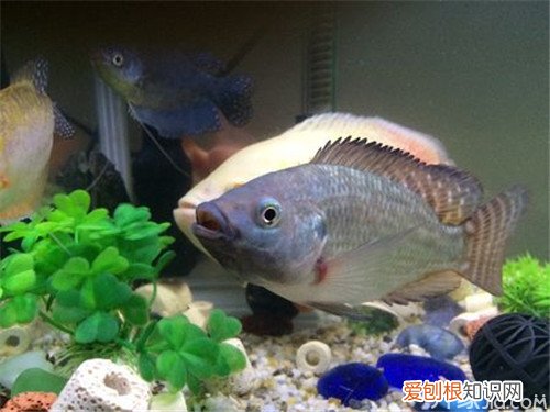 温泉鱼是什么鱼温泉鱼多少钱一条
