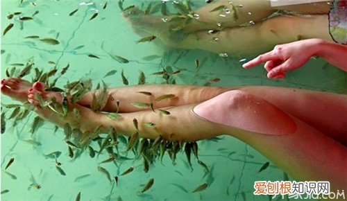 温泉鱼是什么鱼温泉鱼多少钱一条