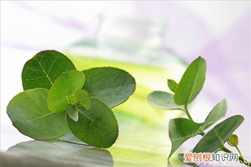 【涨知识】桉树叶的用途及功效，桉树叶功效与作用是什么