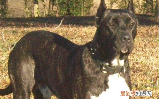 比特犬一般一只多少钱 比特犬一只1500～3000元左右