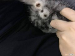 母猫有两个蛋一样的东西 母猫有两个蛋一样的东西怎么回事
