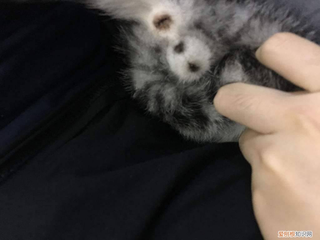 母猫有两个蛋一样的东西 母猫有两个蛋一样的东西怎么回事