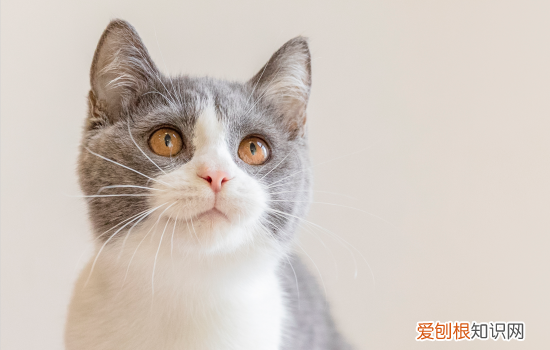 英短蓝白成年很丑 英短蓝白长大后很丑