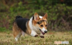 三色柯基犬多少钱一只 三色柯基价格2000元左右