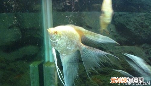 燕子鱼怎么养 燕子鱼外形特征