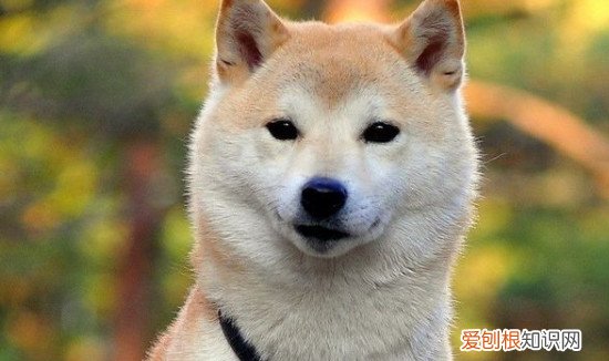 秋田犬幼犬怎样看品相 秋田幼犬看品相