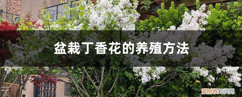 盆栽丁香花的养殖方法和注意事项 盆栽丁香花的养殖方法，丁香花需要修剪吗